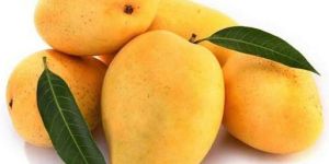 Fresh Mango