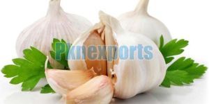Fresh Garlic
