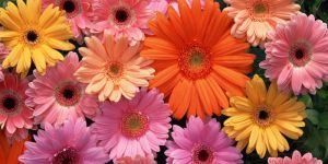 Gerbera Flowers