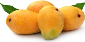 Alphonso Mango