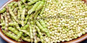Pigeon Pea