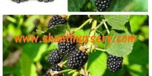Blackberry Plant