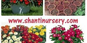 Flowering Plant for Garden