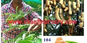 Fruit Plants