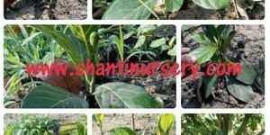 Jack Fruit Plant
