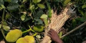 Jackfruit Plant