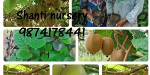 Kiwi Plant