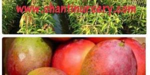 Mango Plants