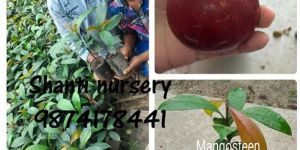 Mangosteen Plant