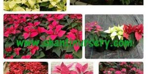 Poinsettia Plant