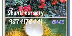 Rambutan Plant