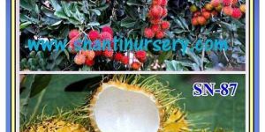 Rambutan Plants