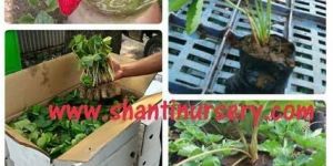 Strawberry Plants