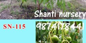 Thai Amra Plant