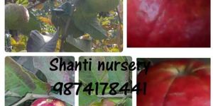 Thai Red Guava Plant