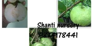 Thai Seedless Guava Plant