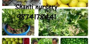 Thai Seedless Kagzi Lemon Plant