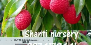 Litchi Plant