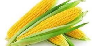 Yellow Maize