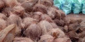 Semi Husked Coconuts