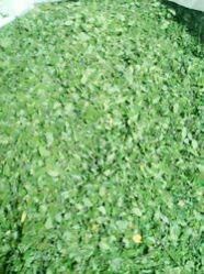 Moringa Leaf