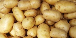 Fresh Potato