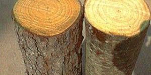 Pine Wood Logs