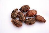 Castor Oil Seeds