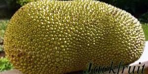 Jackfruit