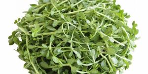 Brahmi