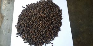 Black Pepper