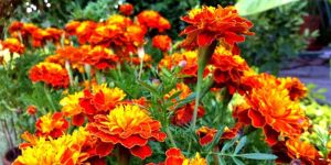 Marigold Oil
