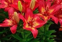 HYBRID LILIUM PLANTS