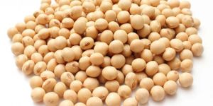 Soybean Seeds