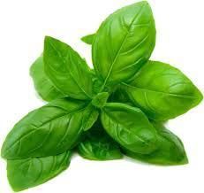 Fresh Basil Leaves