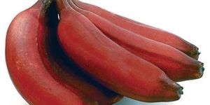 Fresh Red Banana