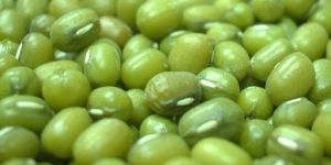 Fresh Green Mung Beans
