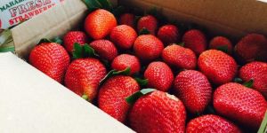 Vedanta's Farm Fresh Strawberry
