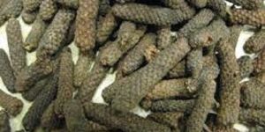 Long Pepper Oil, Piper Longum