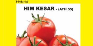 Him Kesar Hybrid Tomato Seeds