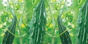 SAHIB ABIH-77 Hybrid Bitter Gourd Seeds