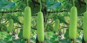 ANGAD ABOH-51 Hybrid Bottle Gourd Seeds