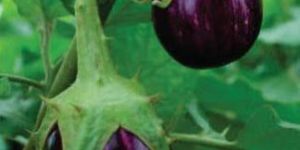 PRAMUKH ABRH-1008 Hybrid Brinjal Seeds