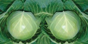TANU ABCH-35 Hybrid Cabbage Seeds