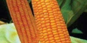 SWEETY AWH-0004 Hybrid Sweet Corn Seeds