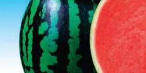 DHARMA AWH-111 Hybrid Watermelon Seeds