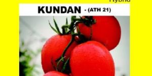 Kundan Hybrid Tomato Seeds