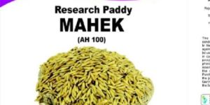 Mahek Research Paddy Seeds