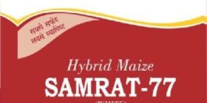 Samrat-77 Hybrid White Maize Seeds