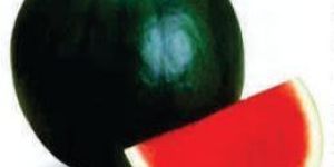 Sweet Ruhi ASWH-222 Hybrid Watermelon Seeds